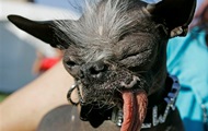 В США скончался самый уродливый пес в мире