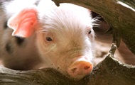 В Луганской области на границе с Россией выявлен вирус африканской чумы свиней