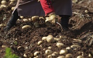 Беларусь запретила картофель и розы из ЕС