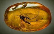 В китайском янтаре нашли насекомых из Прибалтики