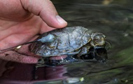 Канадец пытался провезти в штанах 51 живую черепаху
