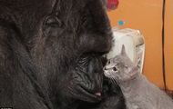 Известная горилла стала мамой двум котятам