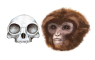 Последнего общего предка обезьян и человека нашли в Испании