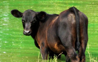 В Великобритании мужчину судили за попытку соблазнить корову