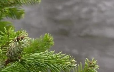 В Британии выброшенными елками укрепляют берега рек