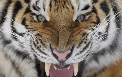 В России охотник выжил после нападения тигра 