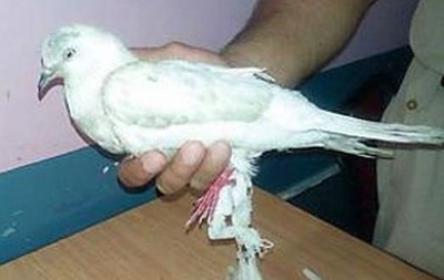 В Индии поймали голубя-шпиона
