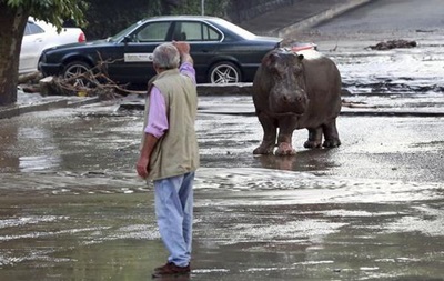 Наводнение в Грузии: по улицам плавают крокодилы и ходят носороги