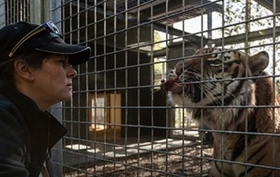 В Новой Зеландии решили не усыплять тигра-убийцу
