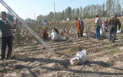 Жителей Узбекистана заставили приклеивать назад собранный хлопок
