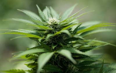 Одобрена легализация марихуаны