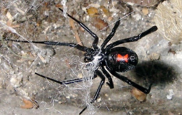 В заброшенном ирландском доме обнаружили более 100 ядовитых пауков