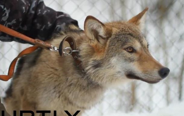 В России хозяин приюта выгуливает на улицах города волчицу