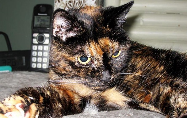 Книга рекордов Гиннесса определила старейшую кошку в мире