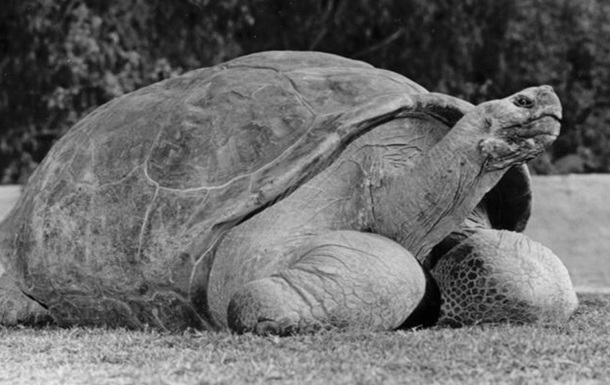 В зоопарке Сан-Диего усыпили 150-летнюю галапагосскую черепаху