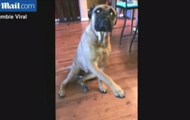 Соцсети взорвало видео о собаке-ябеде,  сдавшей  своего товарища