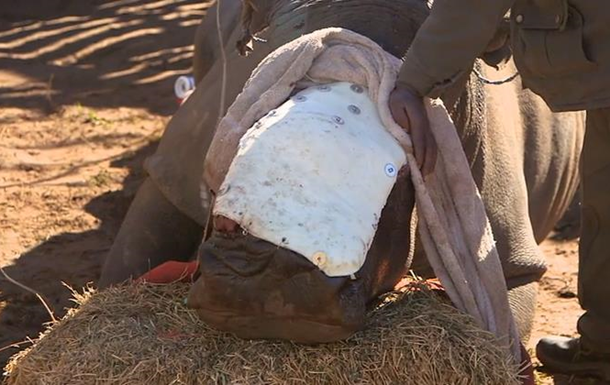 В Южной Африке раненому носорогу пересадили кожу слона