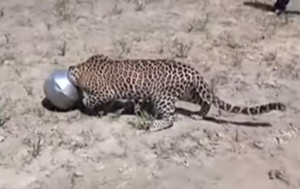 Застрявший в бидоне леопард пришел за помощью к людям