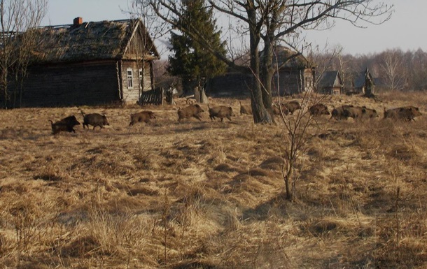 Экологи оценили состояние дикой природы в Чернобыле