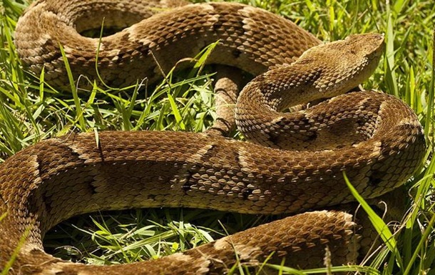 В Бразилии полуторагодовалый ребенок загрыз ядовитую змею