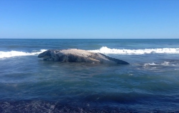 На Камчатке на берег выбросило тушу кита