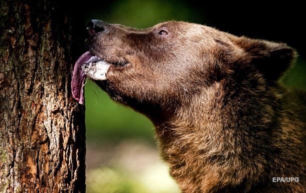 Медведь сорвал чемпионат грибников в Латвии