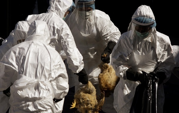 В Южной Корее уничтожили 26 миллионов птиц из-за гриппа