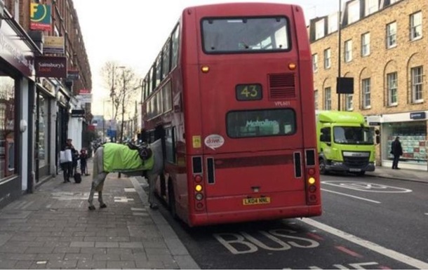В Лондоне лошадь попыталась сесть в автобус