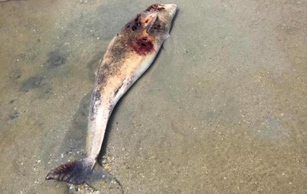 Несколько десятков мертвых дельфинов выбросило на пляжи Одессы из-за халатности браконьеров