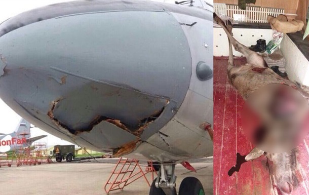 В России самолет Росгвардии сбил лося