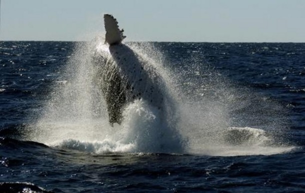 В Австралии в  лодку с пассажирами врезался кит