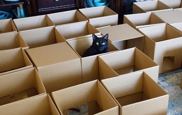 Житель США построил для котов лабиринт из коробок