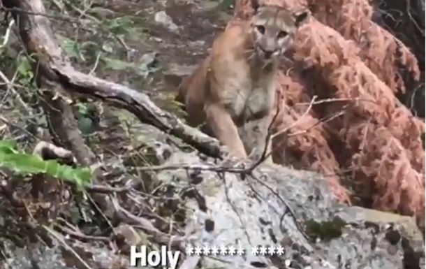 Туристов на прогулке шокировал горный лев
