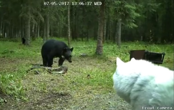 Атаковавшего хаски медведя сняли на видео