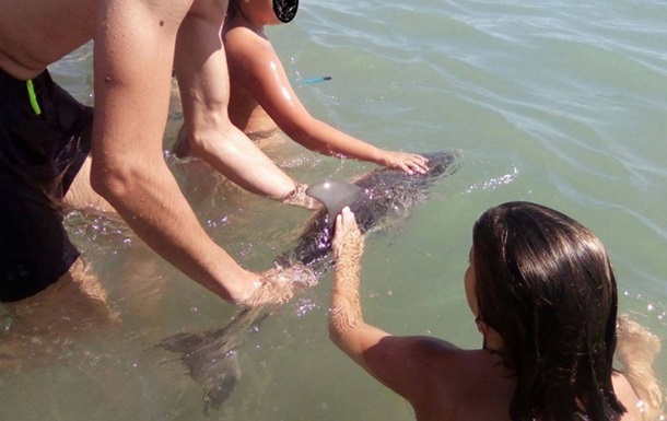 Туристы до смерти замучили дельфиненка за 15 минут