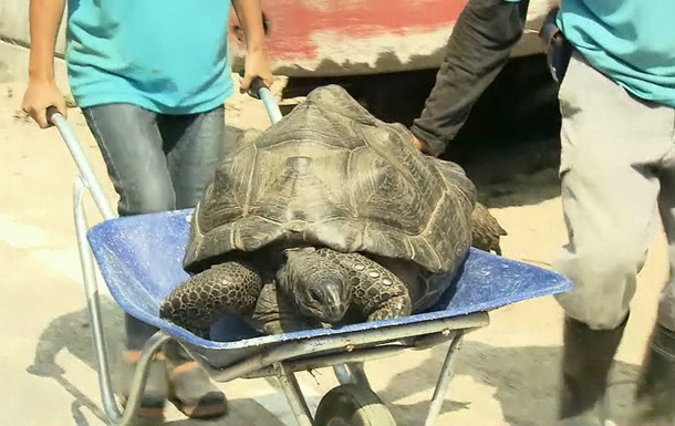 В Японии гигантская черепаха сбежала из зоопарка