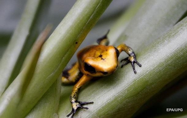 В ближайшие время вымрут все маленькие лягушки — Экологи