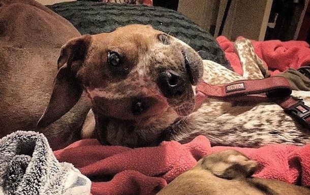 Пользователей Сети озадачило фото  изуродованной  собаки