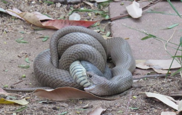 Драку змей с поеданием побежденного сняли на видео