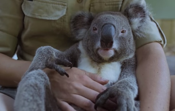 На видео показали  самую спокойную  коалу в мире