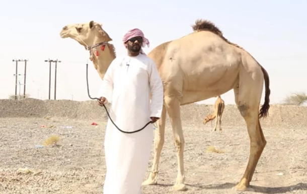 На конкурсе красоты верблюдов исключили за ботокс