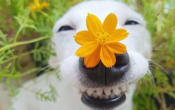В Сети появились фото  собаки-улыбаки  из Таиланда