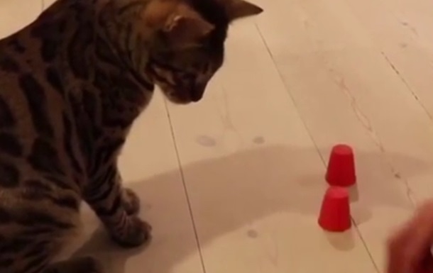 В Сети показали играющего в стаканчики кота