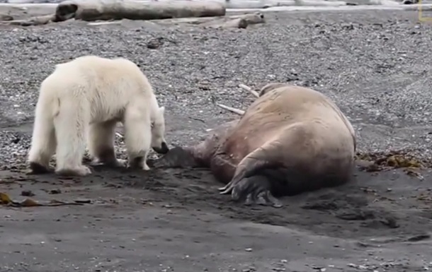 Стычку белой медведицы и моржа показали на видео