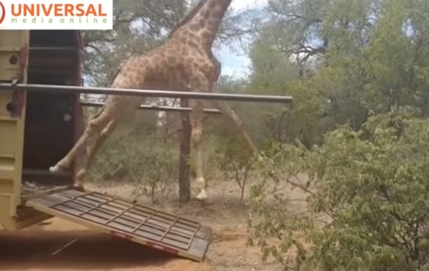 Выпущенный на волю жираф упал из-за спешки