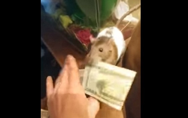 На видео сняли, как крыса пытается украсть доллары