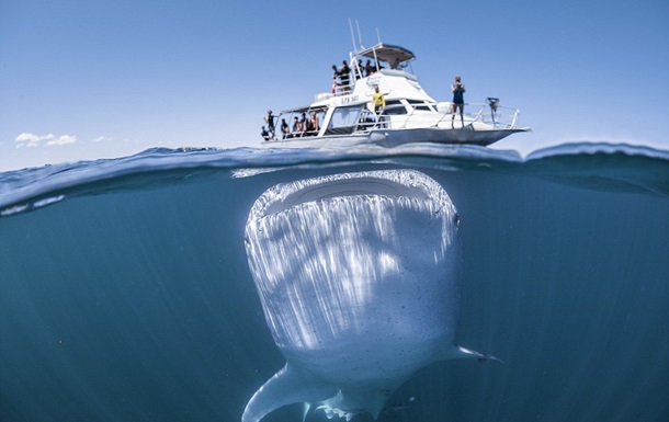 СМИ показали редкие фото с гигантской акулой