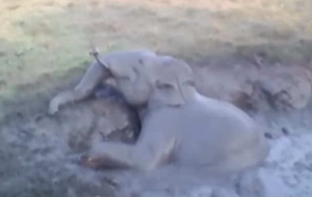 Спасение упавшего в яму слоненка сняли на видео
