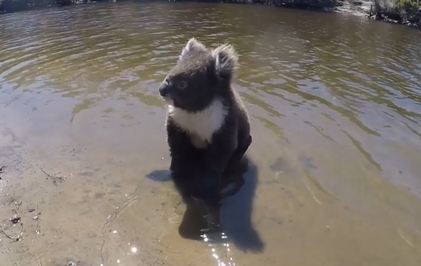 Плывущую в реке коалу сняли на видео