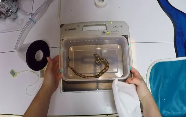 Двухголовую змею с двумя сердцами сняли на видео